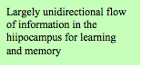 Text Box: Largely unidirectional flow of information in the hiipocampus for learning and memory