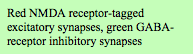 Text Box: Red NMDA receptor-tagged  excitatory synapses, green GABA-receptor inhibitory synapses 